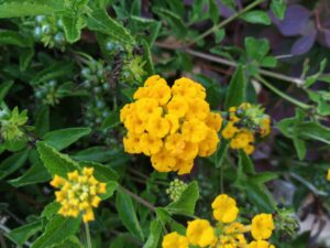 Read more about the article ערך עצמי וצ'אקרת מקלעת השמש