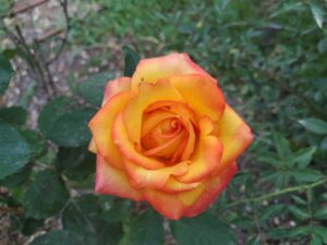 Read more about the article צ'אקרת המין – ריקוד החיים