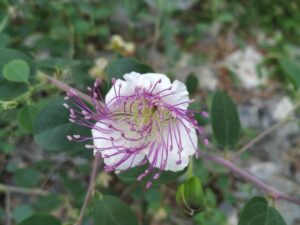 Read more about the article צ'אקרת הכתר – אני אחת עם היקום