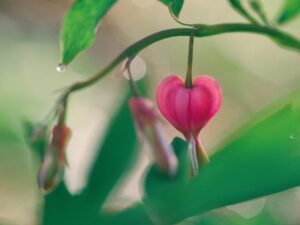 Read more about the article צ'אקרת הלב – חיבור בין עולמות ואהבה ללא תנאי